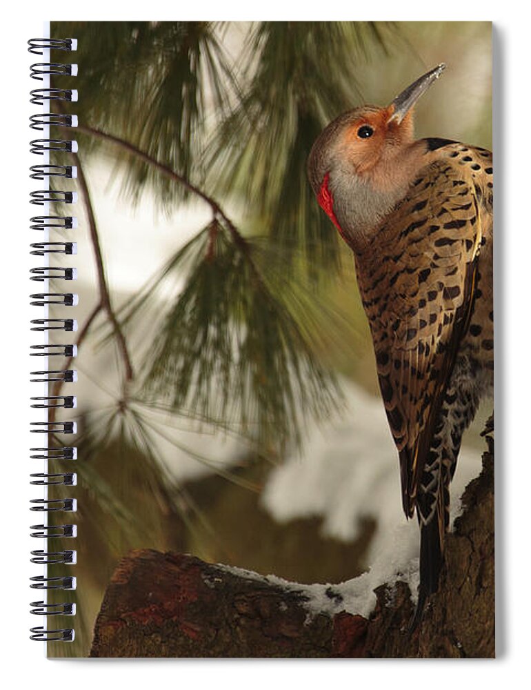 Bird Spiral Notebook featuring the photograph Flicker by Everet Regal