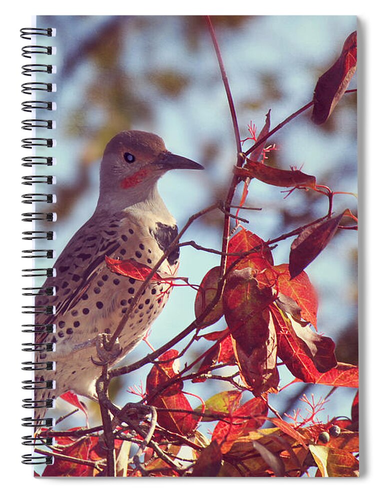 Northern Flicker Spiral Notebook featuring the photograph Flicker in Autumn by Melanie Lankford Photography