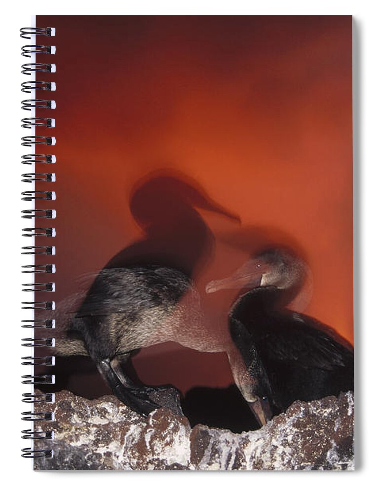 Feb0514 Spiral Notebook featuring the photograph Flightless Cormorants And Volcanic by Tui De Roy