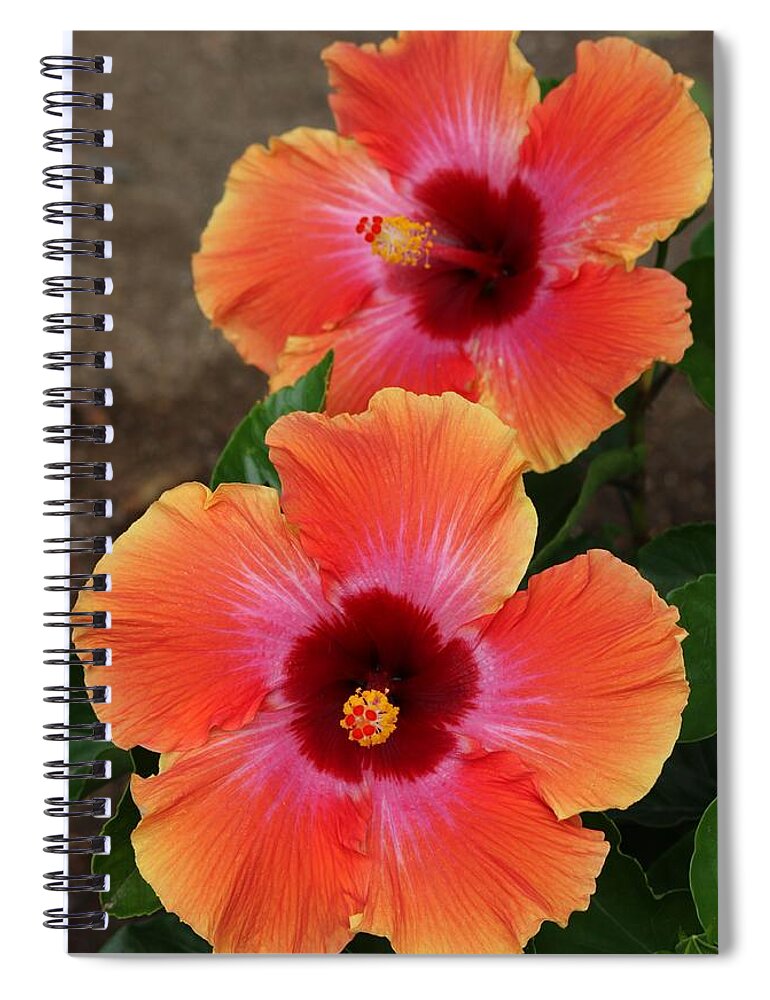 Hibiscus Spiral Notebook featuring the photograph Floral Beauty 2 by Christy Pooschke