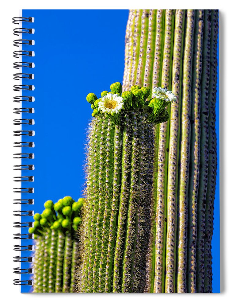Flowers Spiral Notebook featuring the photograph Flores del Saguaro by Fred J Lord
