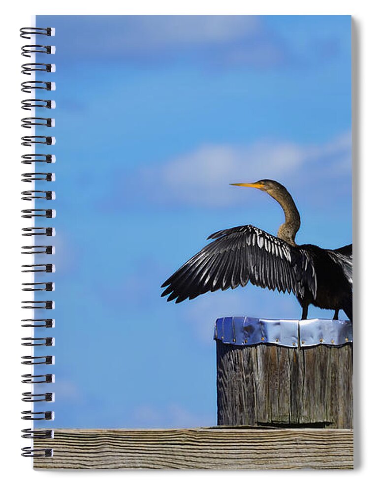Anhinga Spiral Notebook featuring the photograph Florida Anhinga by DigiArt Diaries by Vicky B Fuller