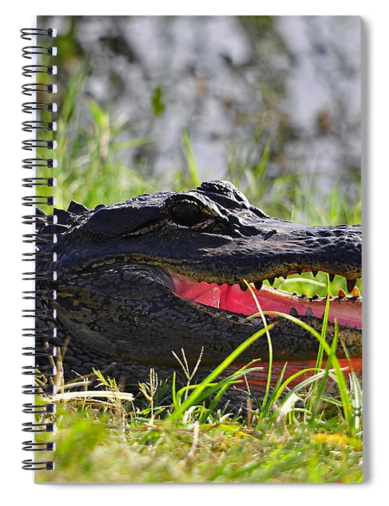 American Alligator Spiral Notebook featuring the photograph Gator Grin #1 by Al Powell Photography USA