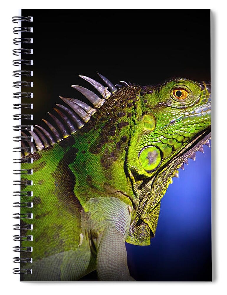 Iguana Spiral Notebook featuring the photograph Florida Iguana by Mark Andrew Thomas