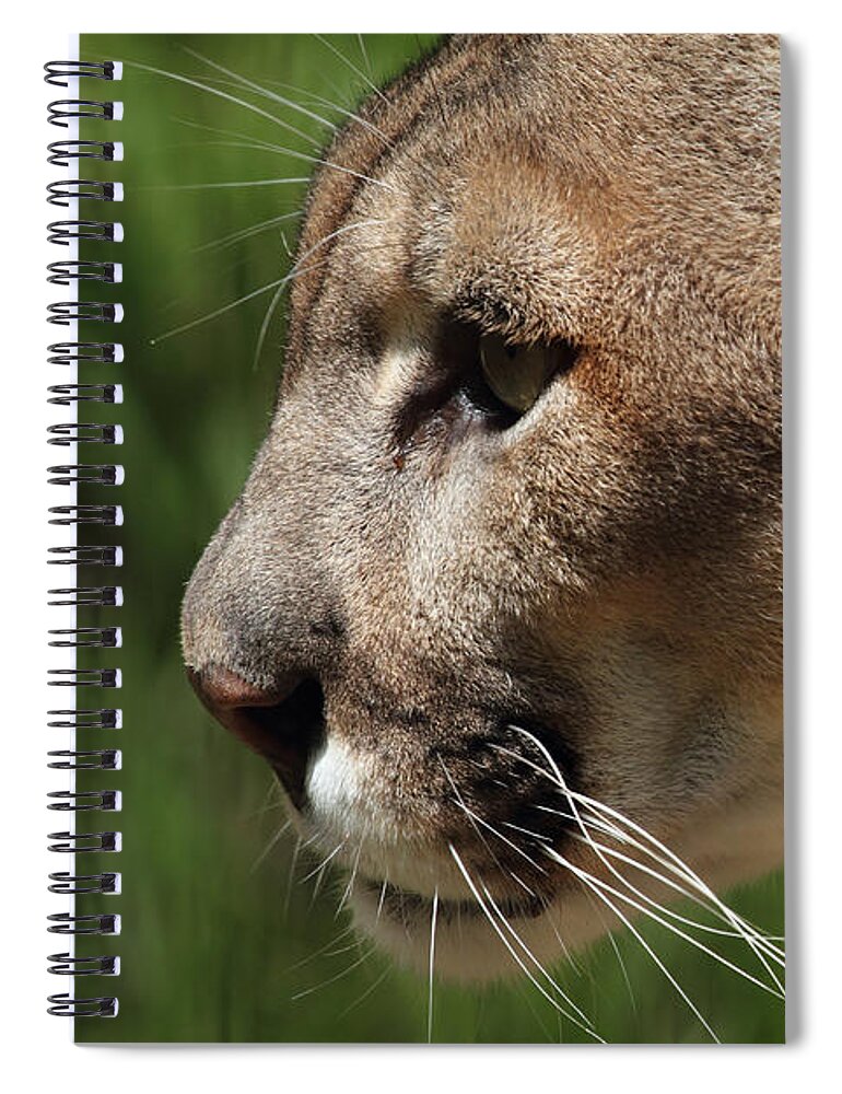 Florida Panther Spiral Notebook featuring the photograph Florida Panther Profile by Meg Rousher