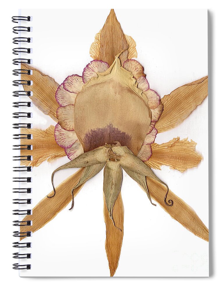 Flower Spiral Notebook featuring the mixed media Flower Mandala 6 by Michelle Bien