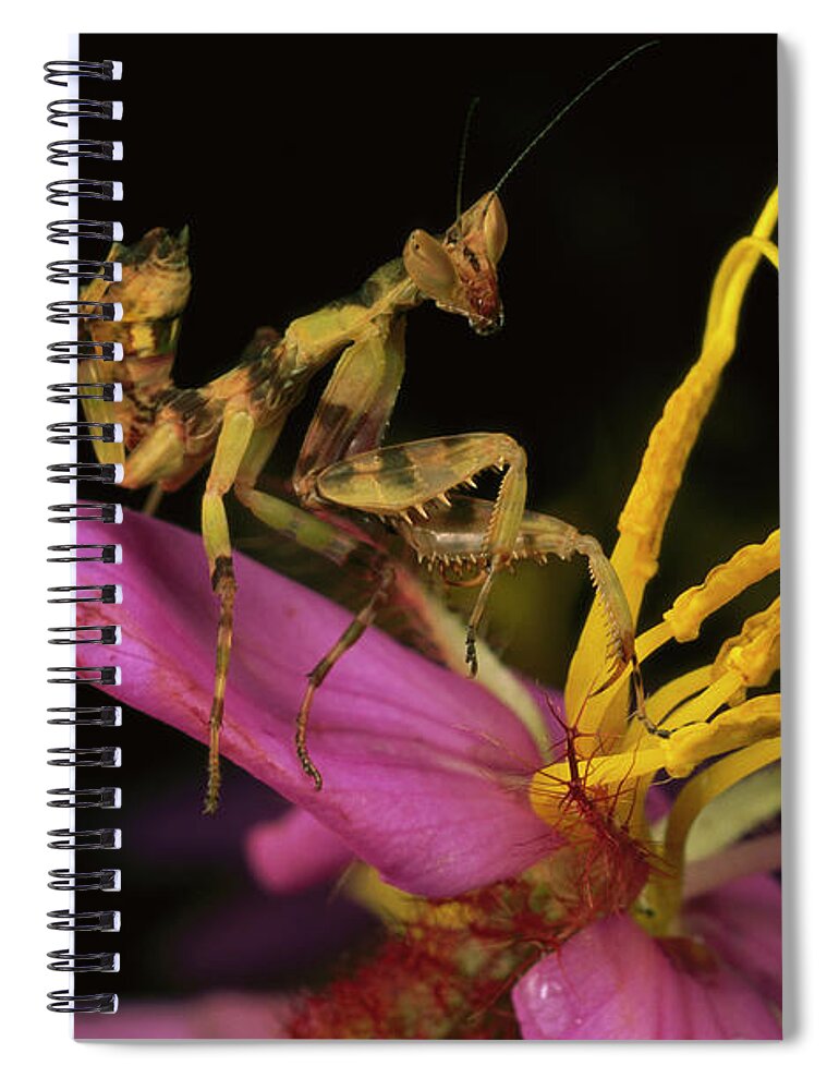 00750980 Spiral Notebook featuring the photograph Flower Mantis Nymph by Mark Moffett