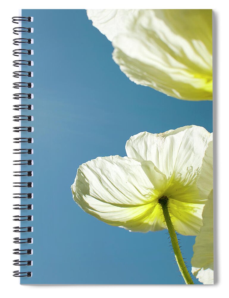 Clear Sky Spiral Notebook featuring the photograph Flower Pedels by Pete Starman