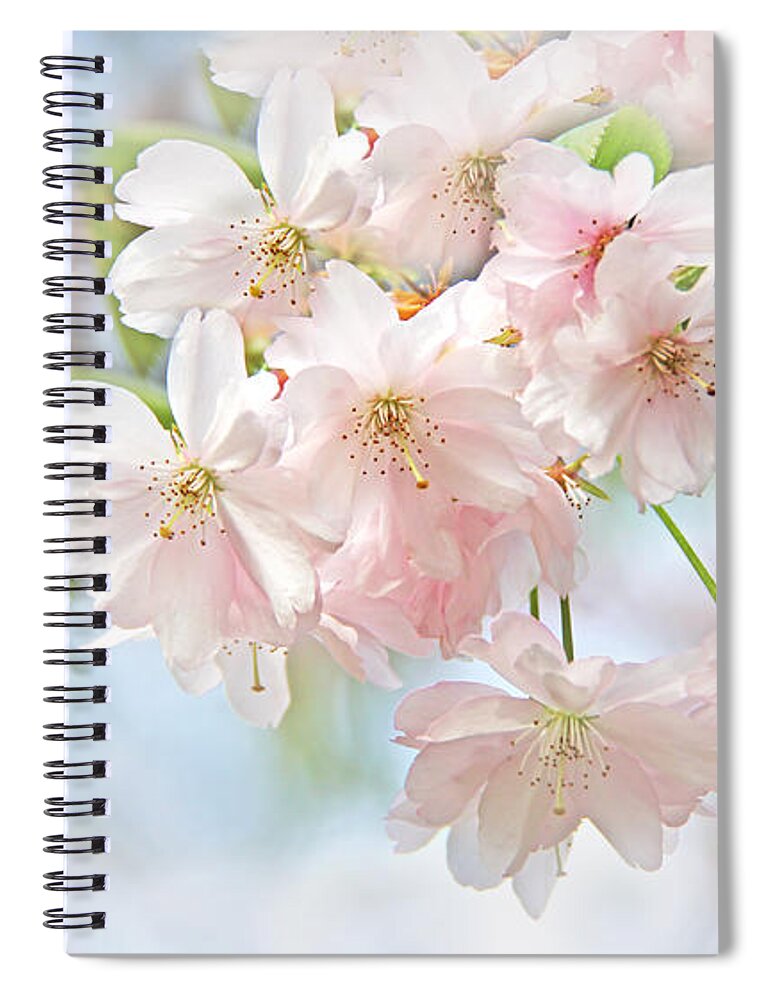 Cherry Spiral Notebook featuring the photograph Flowering Cherry Tree Blossoms by Jennie Marie Schell