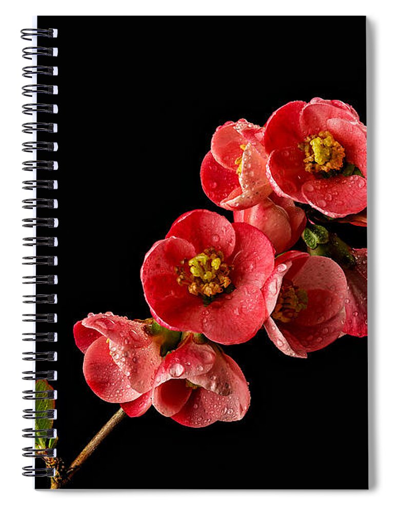 Quince Spiral Notebook featuring the photograph Flowering Quince by Mary Jo Allen
