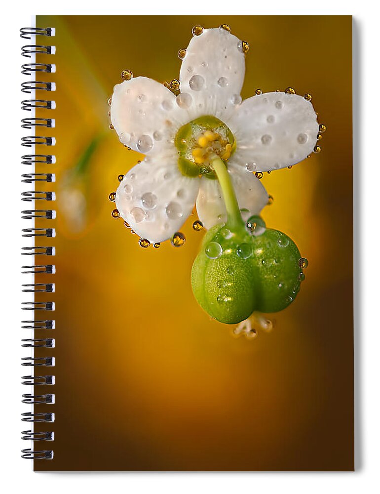 2012 Spiral Notebook featuring the photograph Flowering Spurge by Robert Charity