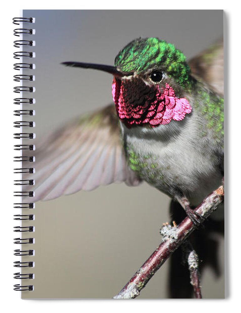 Ruby Throated Hummingbird Spiral Notebook featuring the photograph Fluttering #1 by Shane Bechler