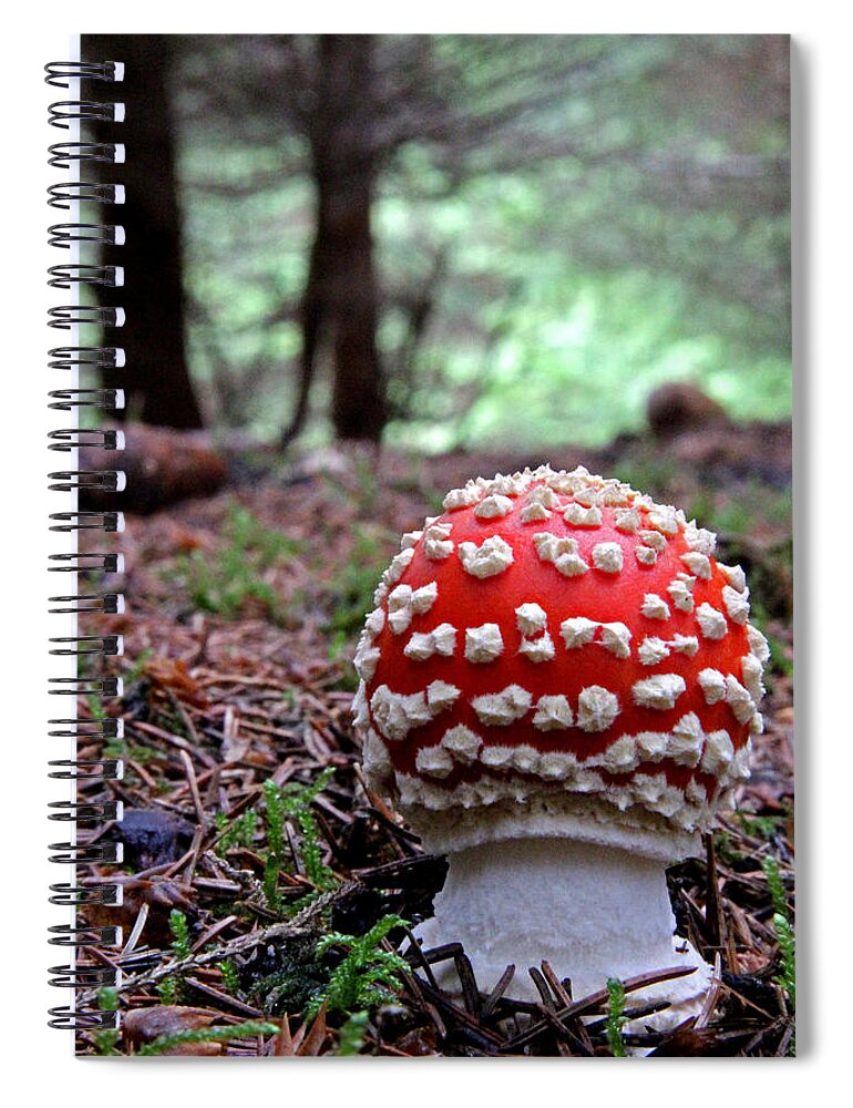 Fly Agaric Spiral Notebook featuring the photograph Fly Agaric Emerging by John Topman