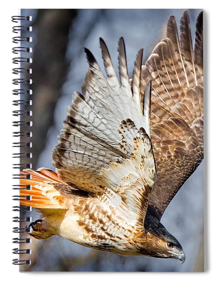 Redtail Hawk Spiral Notebook featuring the photograph Fly Away by Bill Wakeley
