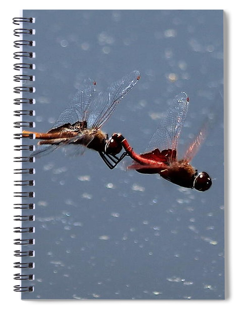 Reid Callaway Dragon Spiral Notebook featuring the photograph Dragonflies Predatory Insects Fly United 7 Georgia Wildlife Art by Reid Callaway