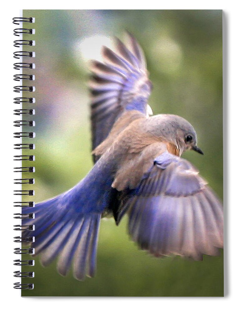 Animals Spiral Notebook featuring the photograph Flying bluebird by Jean Noren