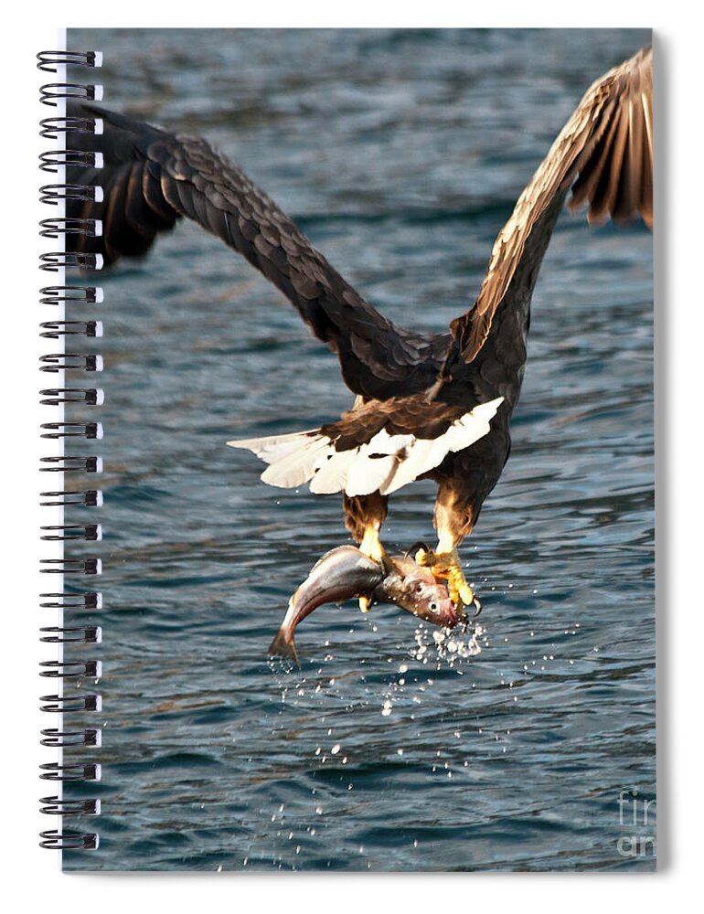 White_tailed Eagle Spiral Notebook featuring the photograph Flying European Sea Eagle 3 by Heiko Koehrer-Wagner