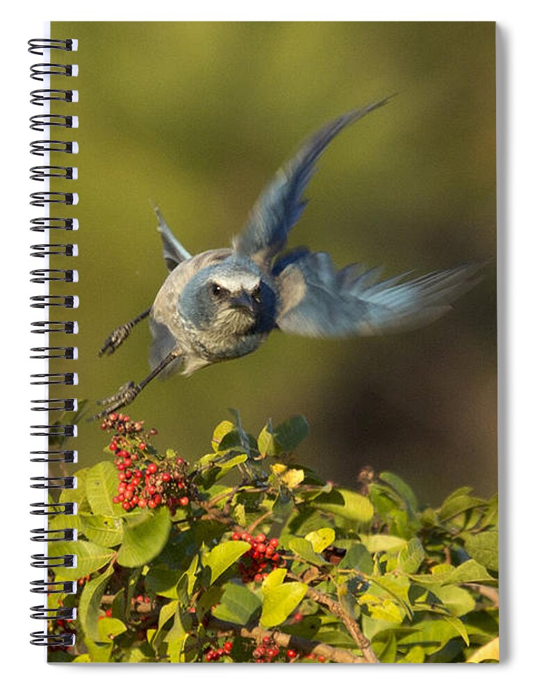 Florida Scrub Jay Spiral Notebook featuring the photograph Flying Florida Scrub Jay Photo by Meg Rousher