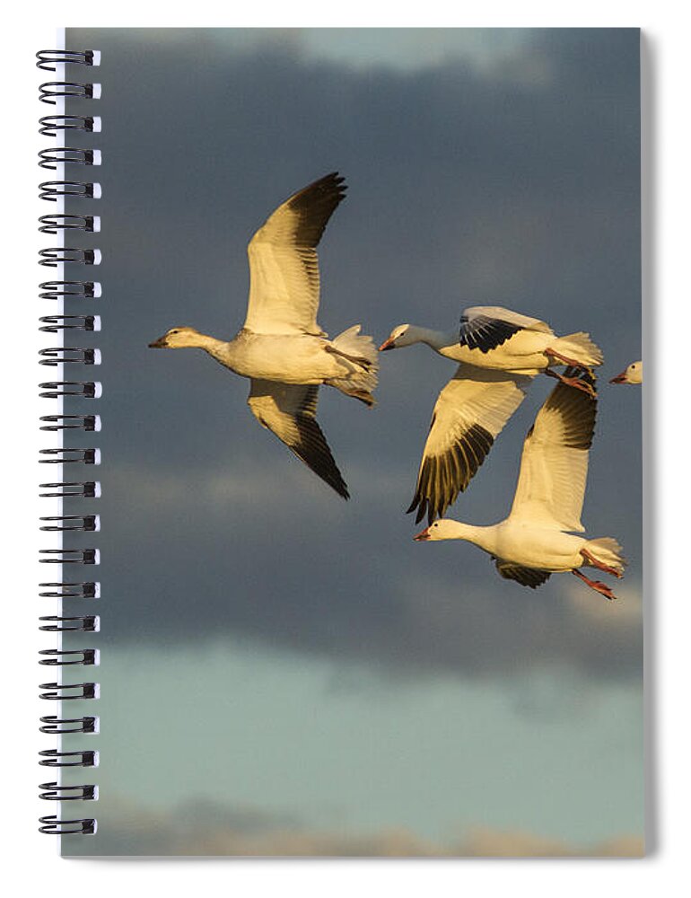Bosque Del Apache Spiral Notebook featuring the photograph Flying Geese by Jean Noren