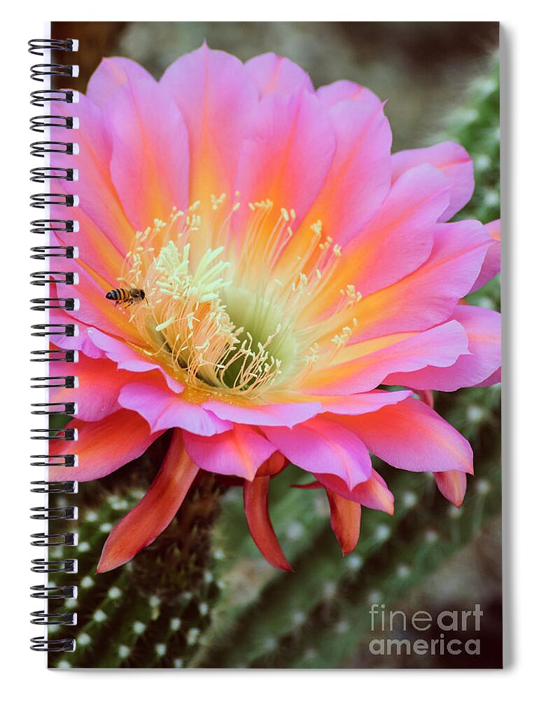 Pink Cactus Flower Spiral Notebook featuring the photograph Flying Saucer I by Tamara Becker
