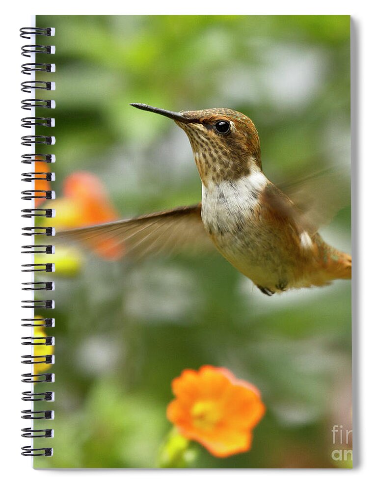 Bird Spiral Notebook featuring the photograph Flying Scintillant Hummingbird by Heiko Koehrer-Wagner