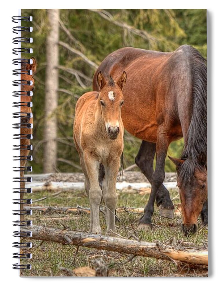 Wild Horses Spiral Notebook featuring the photograph Foal Spot by James Anderson