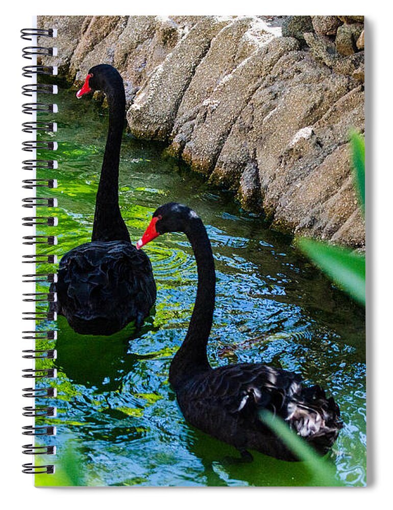 Aruba Spiral Notebook featuring the photograph Follow The Leader 2 by Judy Wolinsky