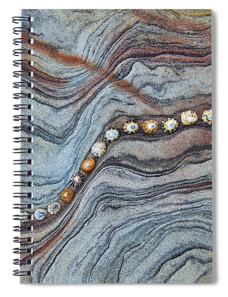 Limpet Spiral Notebook featuring the photograph Following the Lines by Tim Gainey