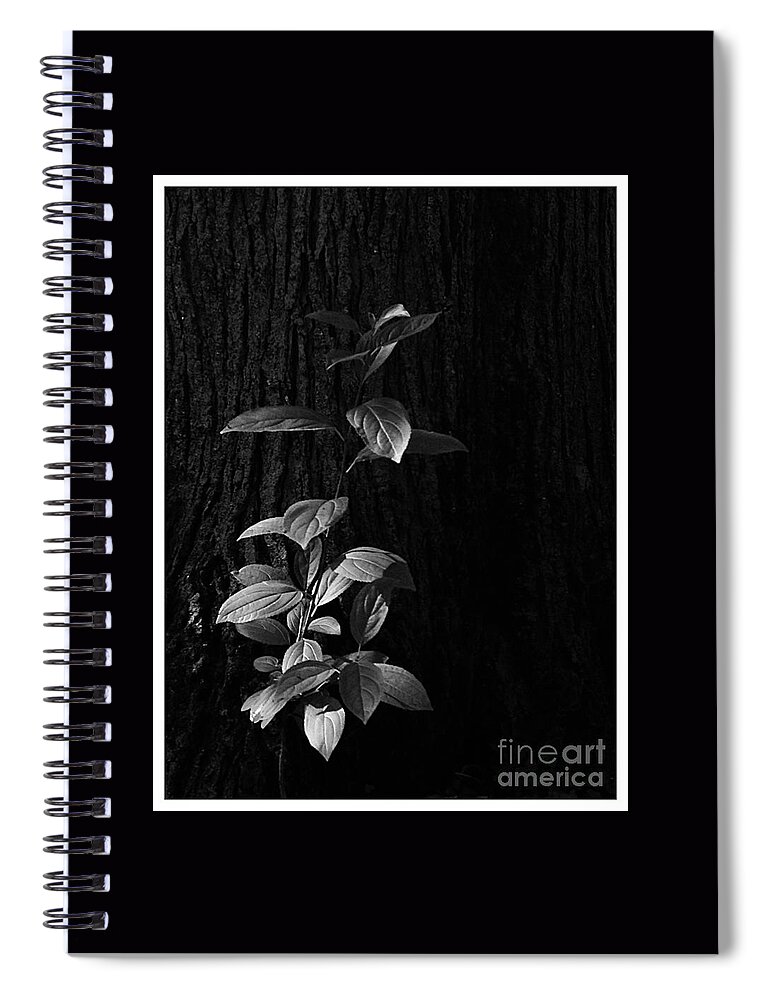  Illinois Spiral Notebook featuring the photograph Forest Light by Frank J Casella