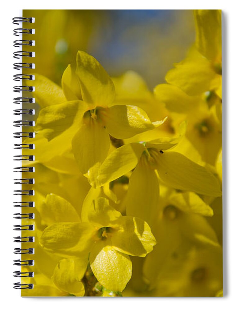 Forsythia Spiral Notebook featuring the photograph Forsythia by Laurel Best