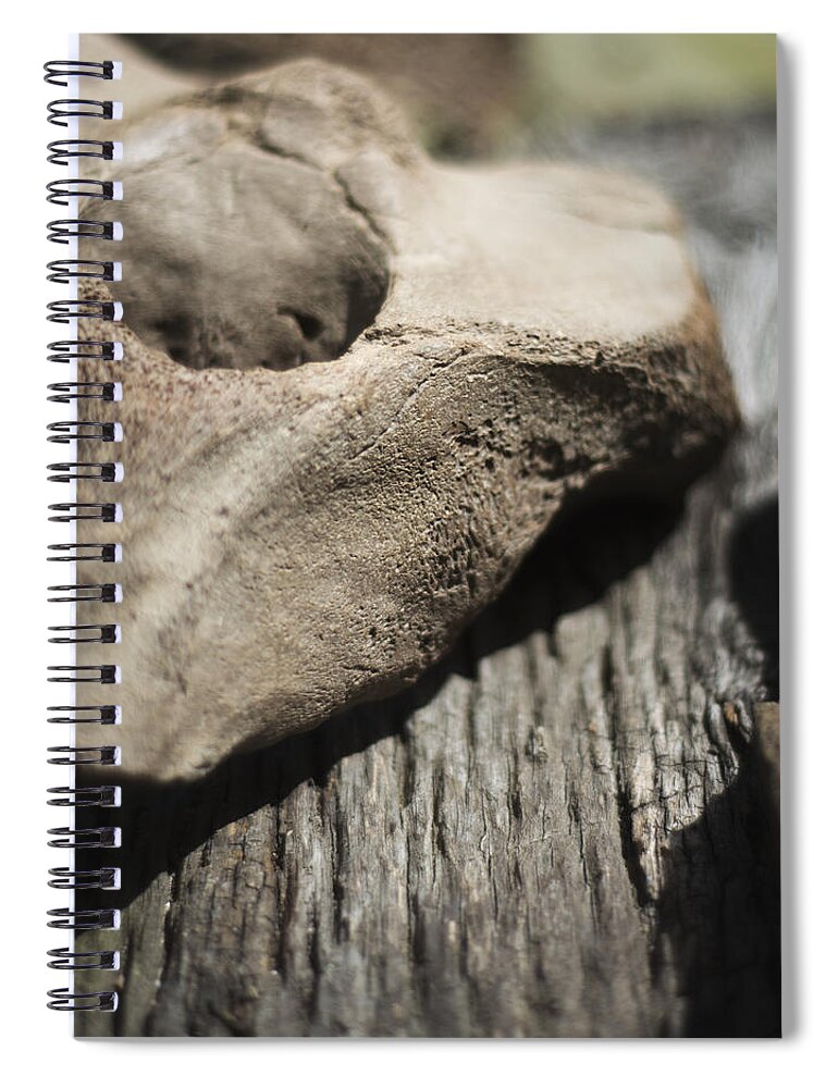 Miocene Fossil Spiral Notebook featuring the photograph Fossil Bone with Weathered Wood by Rebecca Sherman