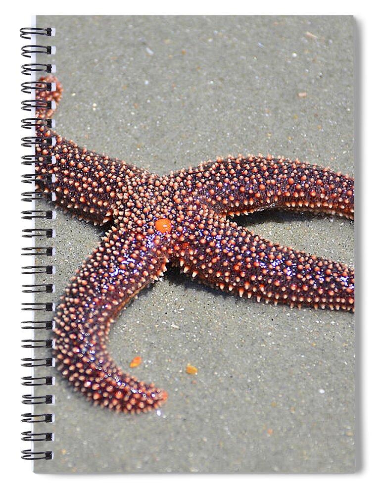Starfish Spiral Notebook featuring the photograph Four Legged Starfish by Kathy Baccari