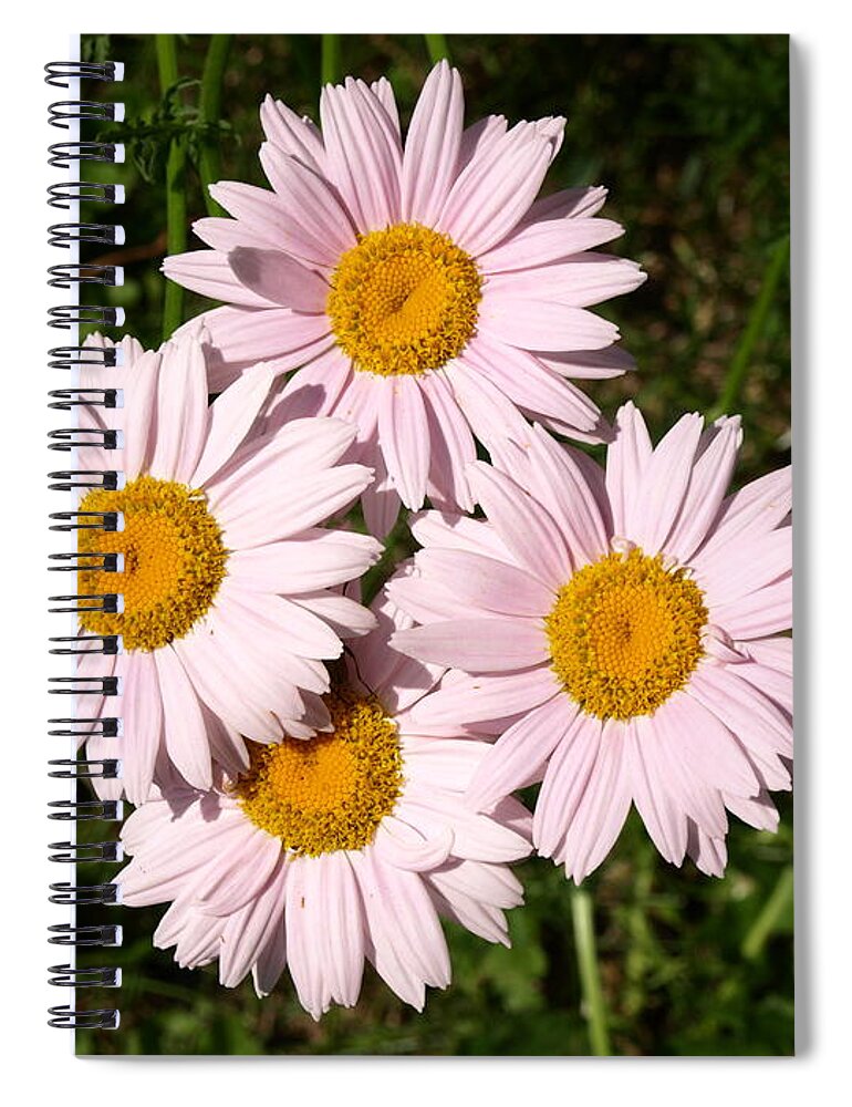 Daisy Spiral Notebook featuring the photograph Four Pack by DeeLon Merritt