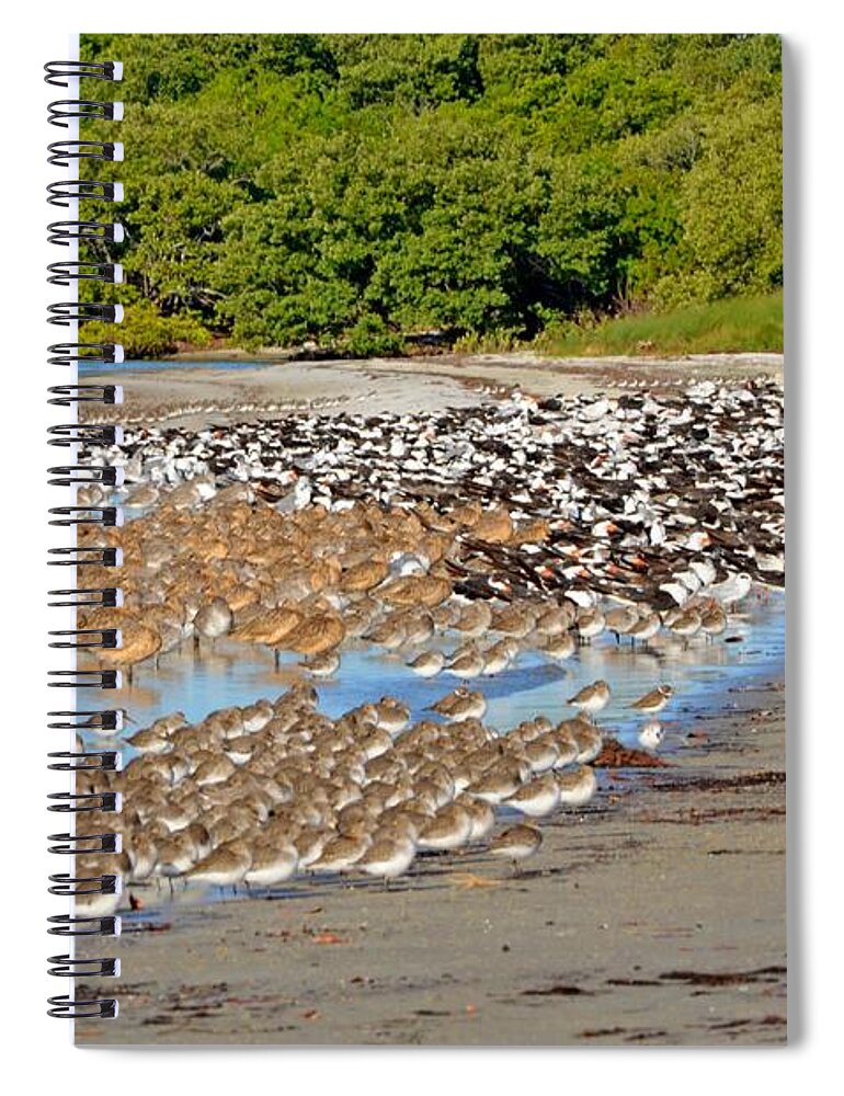 Landscape Spiral Notebook featuring the photograph Four Species of Birds at Roost on Tampa Bay Beach by Jeff at JSJ Photography