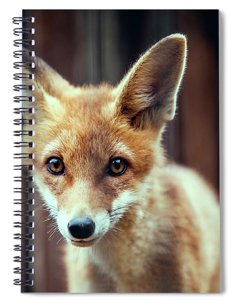 Animal Themes Spiral Notebook featuring the photograph Fox Cub by A. Aleksandravicius