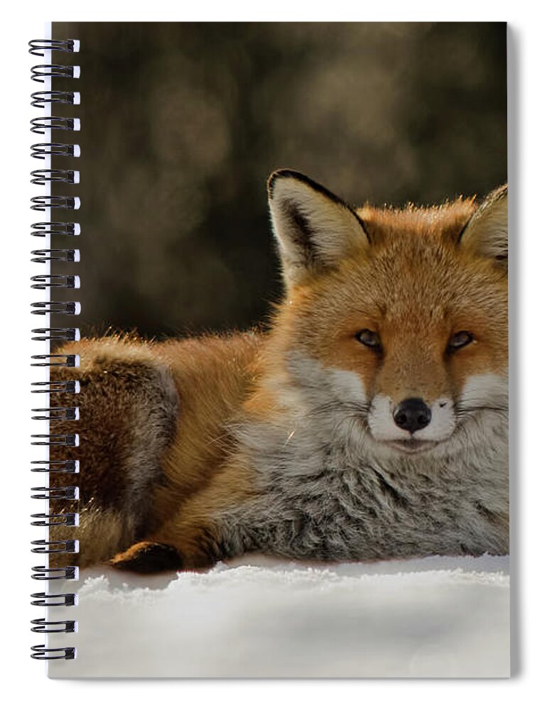 Snow Spiral Notebook featuring the photograph Fox In The Snow by Mark Bowen