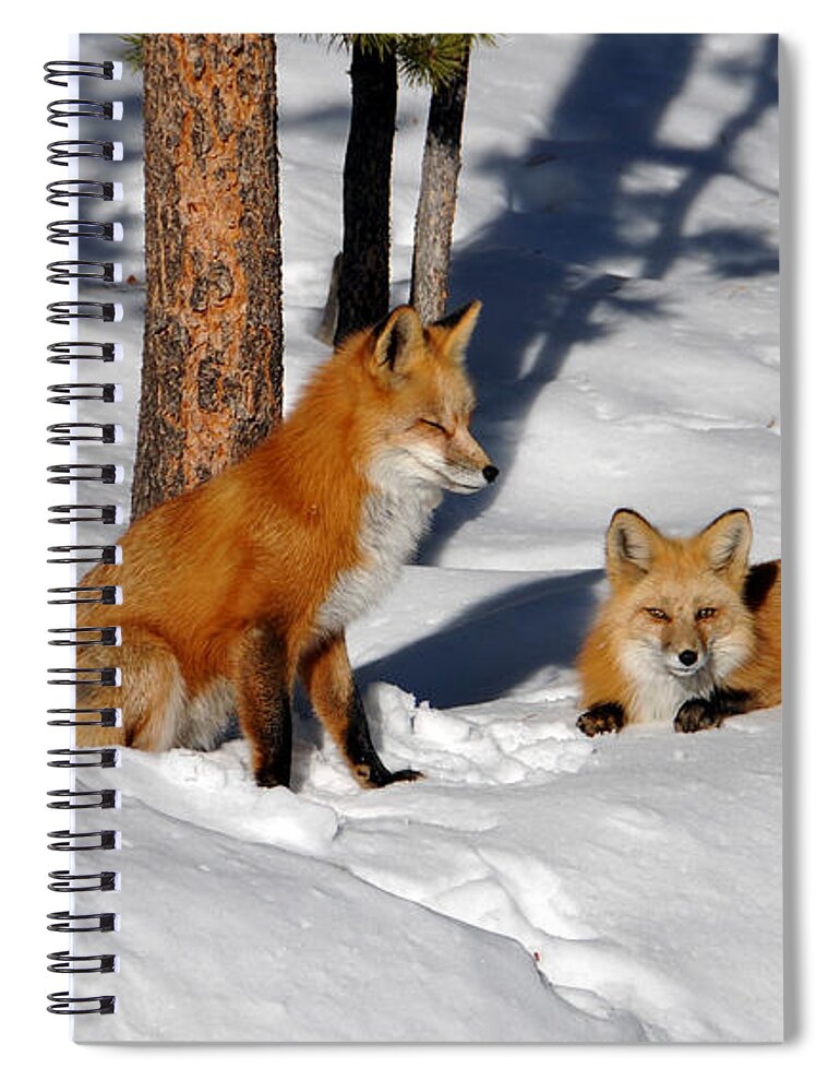 Red Fox Spiral Notebook featuring the photograph Foxy Couple 2 by Matt Swinden
