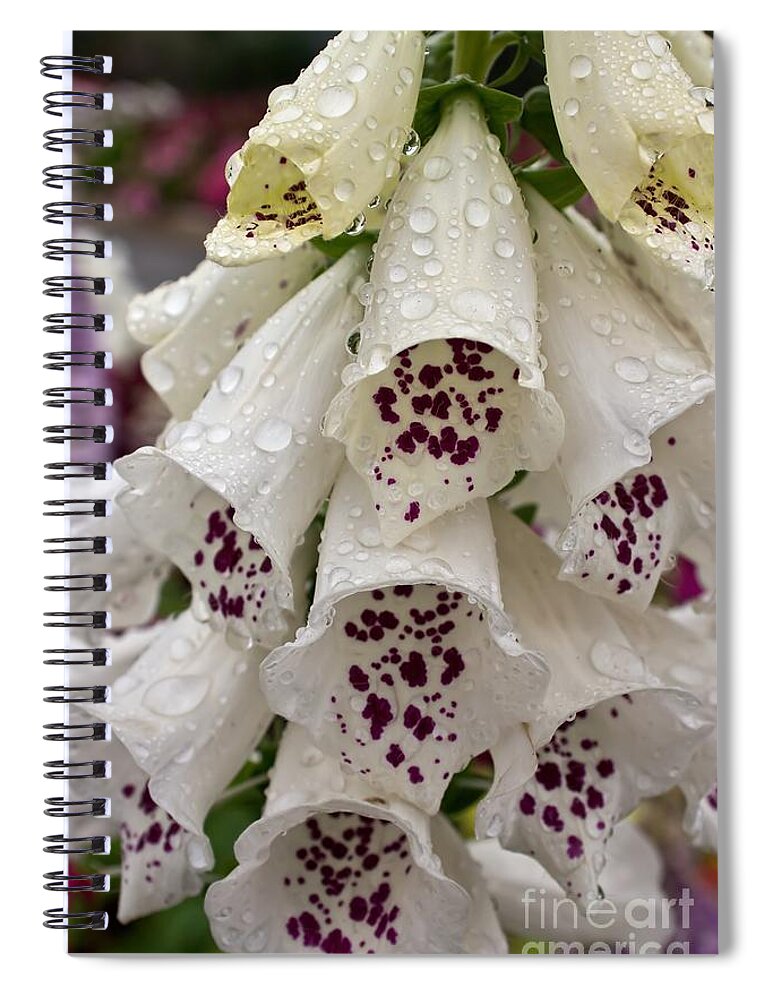 Foxglove Spiral Notebook featuring the photograph Foxy Lady by Peggy Hughes