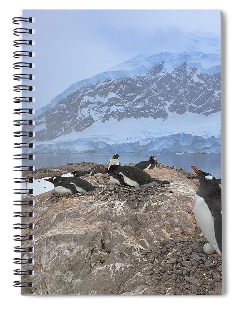 Gentoo Penguin Spiral Notebook featuring the photograph Fragile Home by Tony Beck