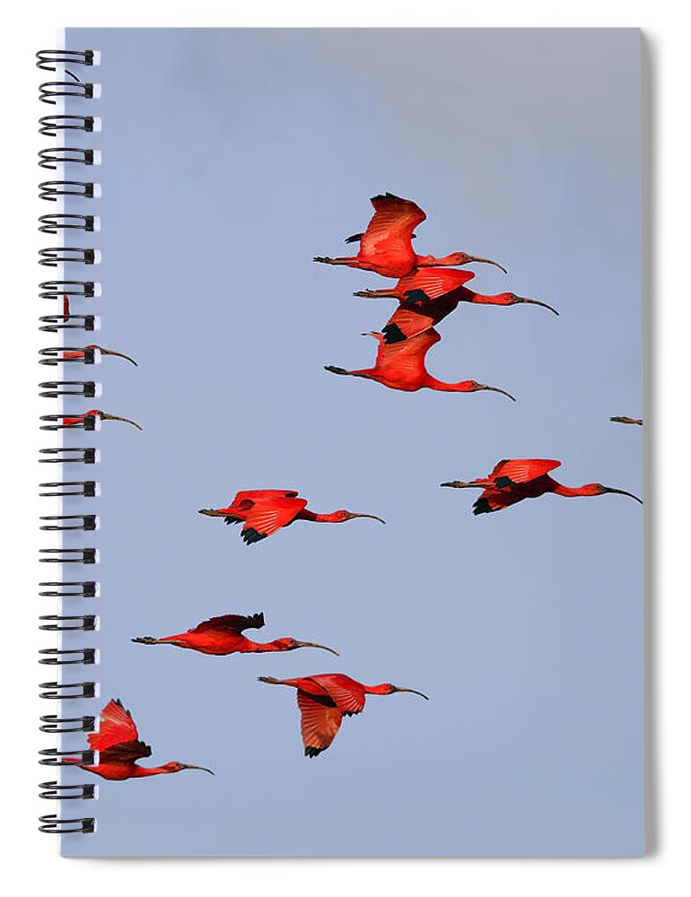 Scarlet Ibis Spiral Notebook featuring the photograph Frankly Scarlet by Tony Beck