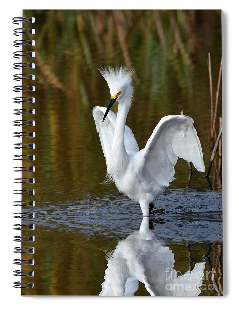 Egrets Spiral Notebook featuring the photograph Frazzled by Kathy Baccari