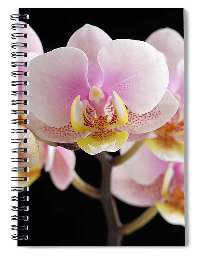 Orchid Spiral Notebook featuring the photograph Freckled Bloom by Juergen Roth