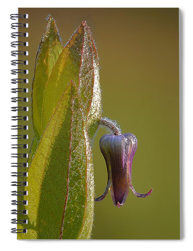 2011 Spiral Notebook featuring the photograph Fremont's Leather Flower by Robert Charity