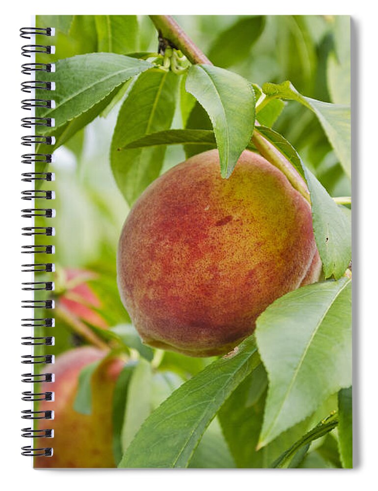 Peach Spiral Notebook featuring the photograph Fresh Peaches on the Tree by Maria Janicki