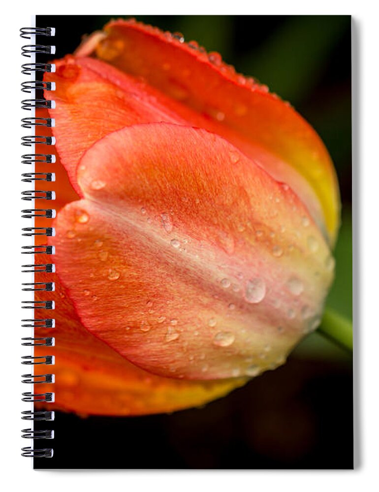 Tulip Spiral Notebook featuring the photograph Fresh by Sara Frank