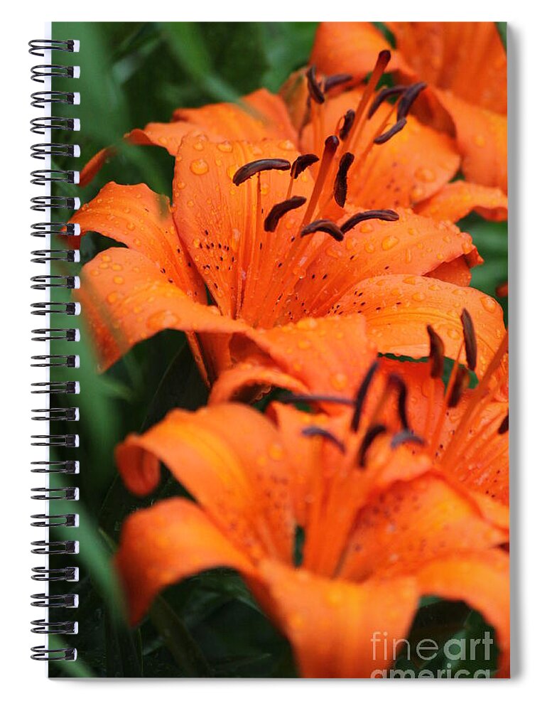 Orange Spiral Notebook featuring the photograph Freshly showered Tiger Lilys by Jennifer E Doll