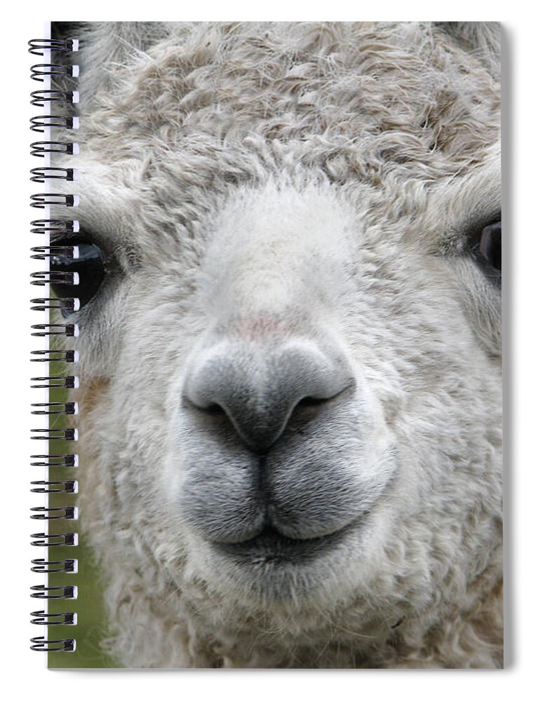 Llama Spiral Notebook featuring the photograph Friends From The Field by Rory Siegel