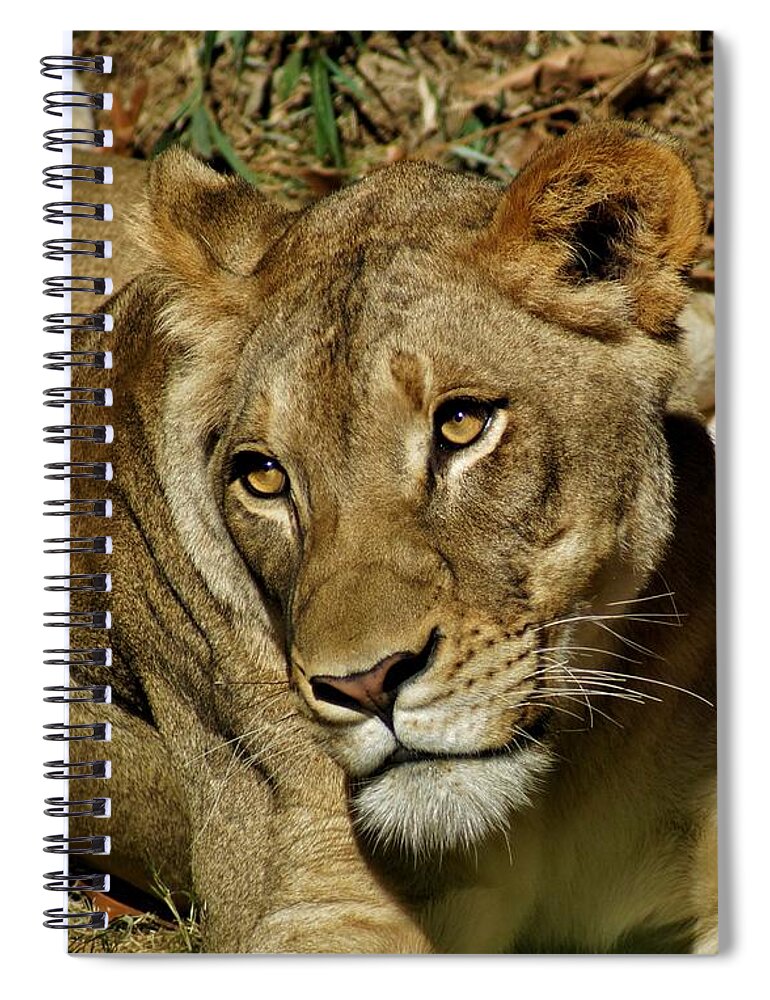 Lion Spiral Notebook featuring the photograph Friends by Jean Goodwin Brooks