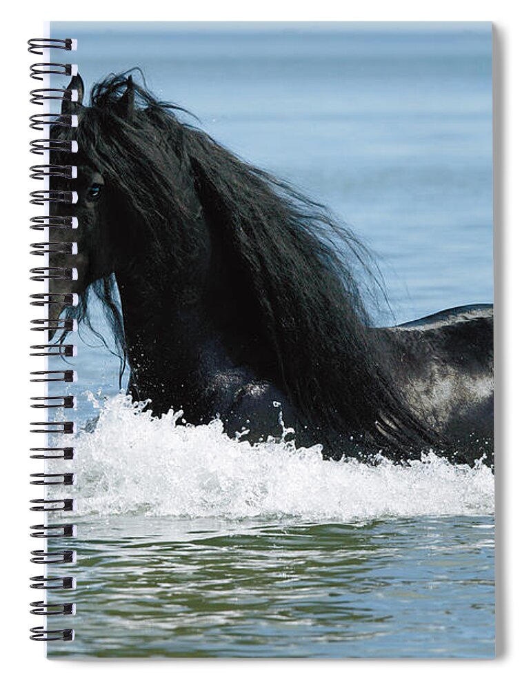 Friesian Spiral Notebook featuring the photograph Friesian Horse by Gabriele Boiselle