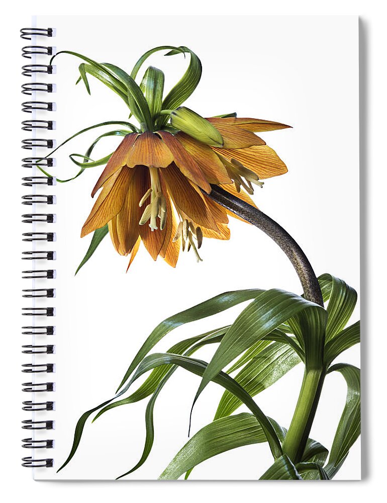 Flower Spiral Notebook featuring the photograph Fritillaria Imperialis by Endre Balogh
